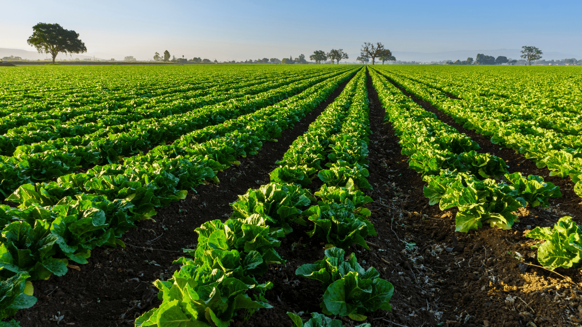 Holding Rural: O que é e quais são as vantagens para o produtor?